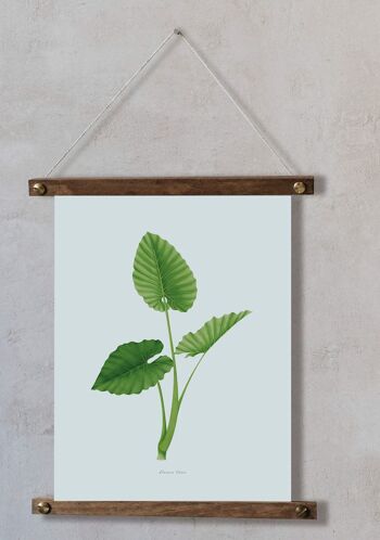 Impression aquarelle - Alocasia Odora 5