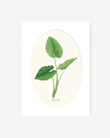 Impression aquarelle - Alocasia Odora 11