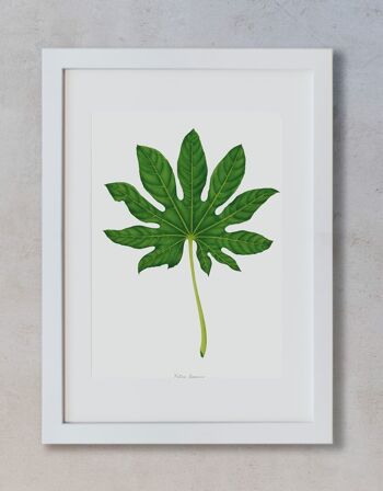 Impression aquarelle - Fatsia Japonica 1