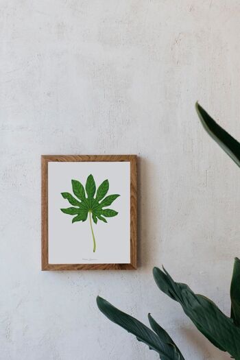 Impression aquarelle - Fatsia Japonica 12