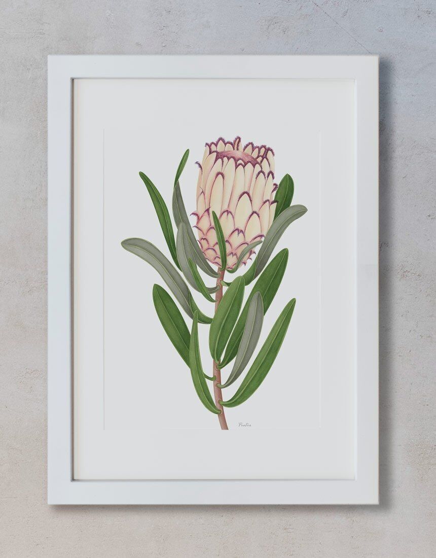Aquarelldruck - Protea