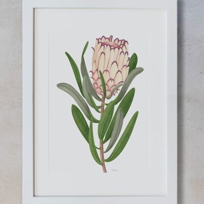 Aquarelldruck - Protea