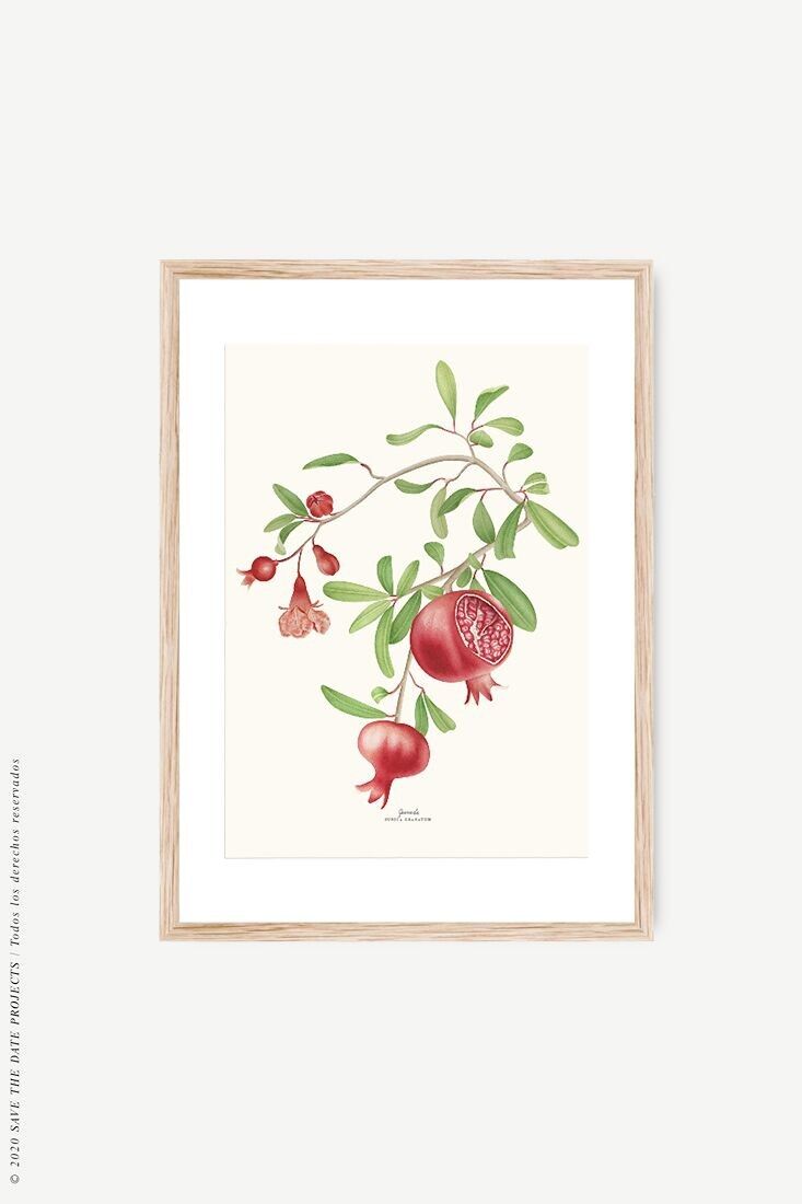 Stampa acquerello botanico melograno