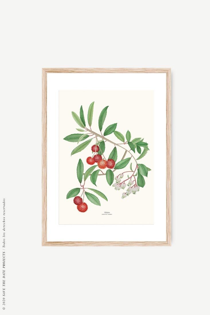 Strawberry Tree Botanical Watercolor Print
