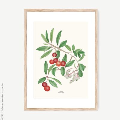 Erdbeerbaum Botanischer Aquarelldruck