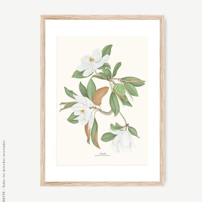 Impression aquarelle botanique Magnolia