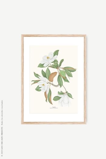 Impression aquarelle botanique Magnolia 1