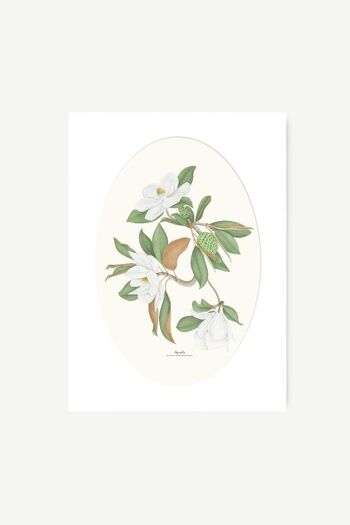 Impression aquarelle botanique Magnolia 6