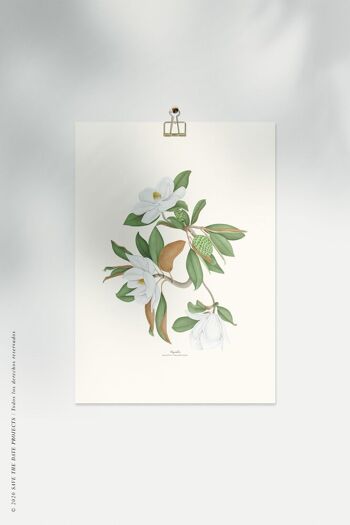 Impression aquarelle botanique Magnolia 8