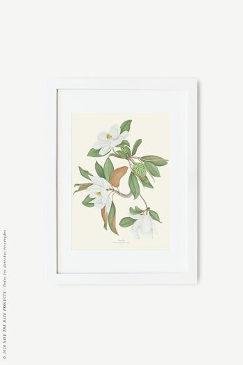 Impression aquarelle botanique Magnolia 10