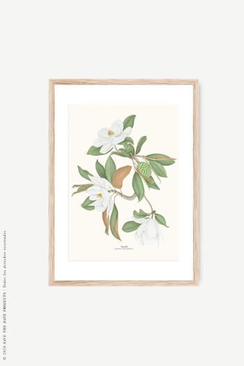 Impression aquarelle botanique Magnolia 11