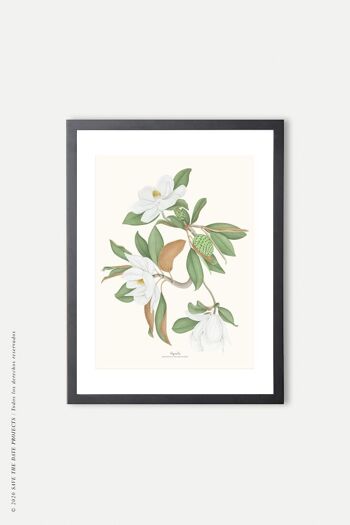 Impression aquarelle botanique Magnolia 25