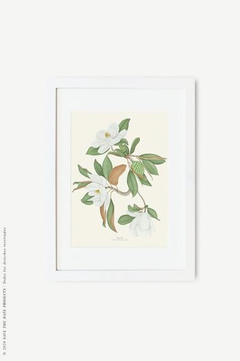 Impression aquarelle botanique Magnolia 40