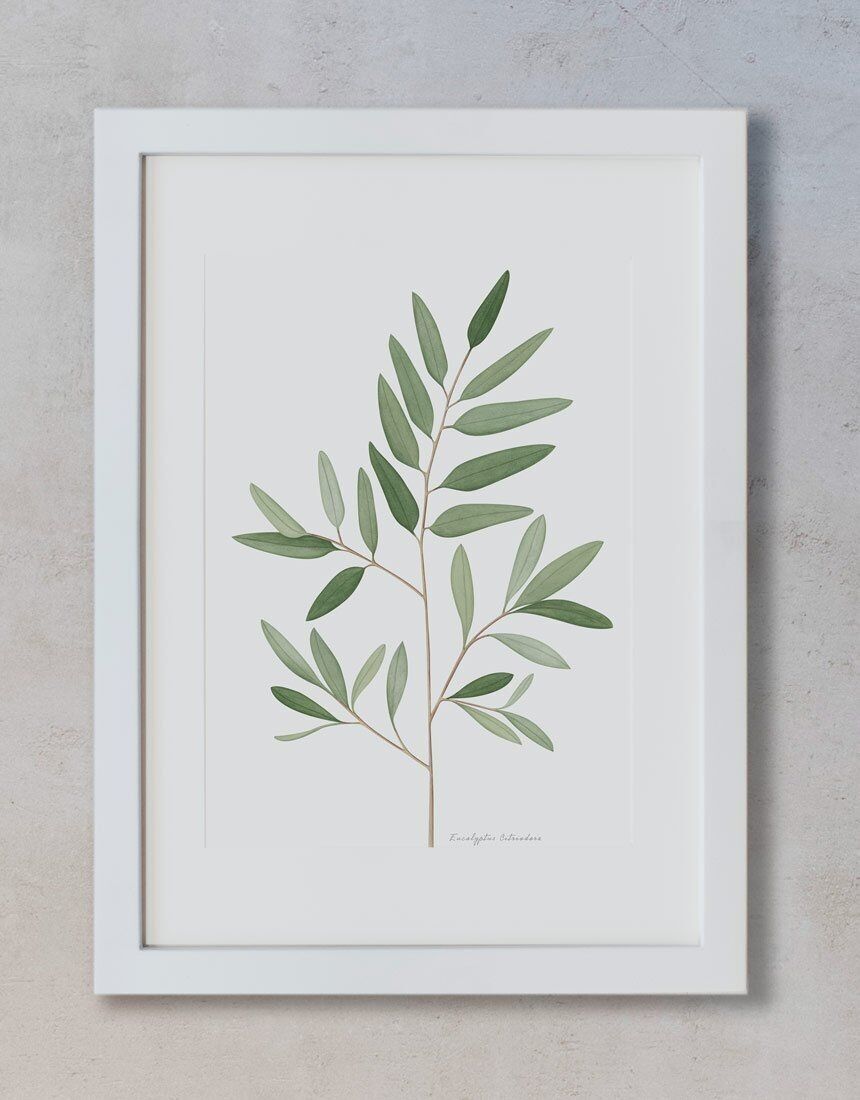 Botanical Print - Eucalyptus