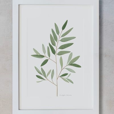 Impression Botanique - Eucalyptus