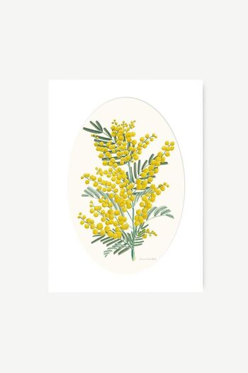 Impression Botanique - Mimosa 6