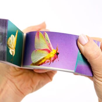 Flipbook Moths - PRÉCOMMANDE ! 3