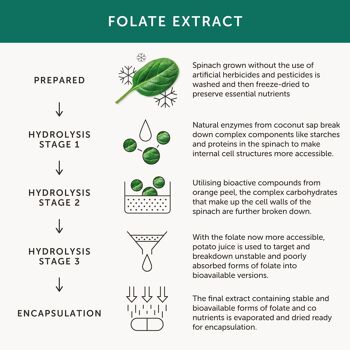 Folate – Alternative naturelle à l'acide folique – 30 Gélules 4