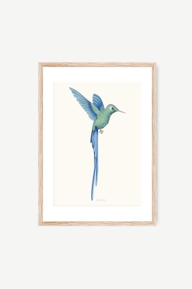 Colibrì blu