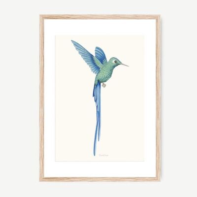 Colibrí Azul