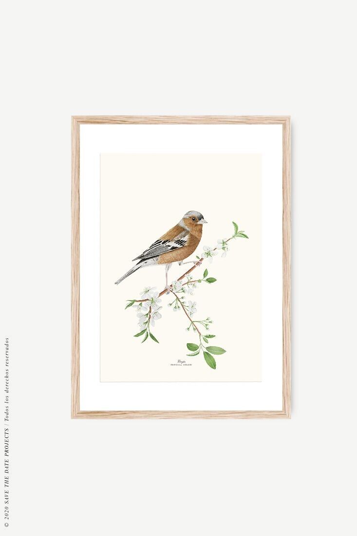 Aquarell botanische Fink Kunstdruck