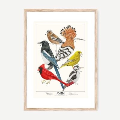 Póster AVIUM - AVES