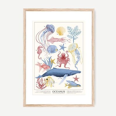 Marin OCEANUM Poster