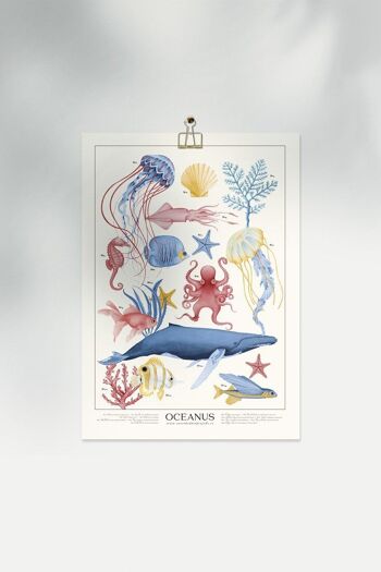 Marin OCEANUM Poster 8