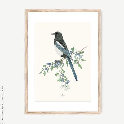 Impression botanique Pica Pica -Magpie-