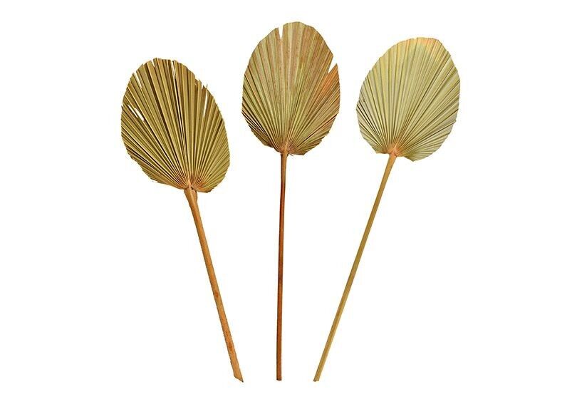 Palmblatt Set aus Naturmaterial Natur 3er Set, (B/H) 15x60cm