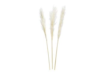 Ensemble d'herbe de pampa en matériau naturel blanc, lot de 3, (H) 100-115cm