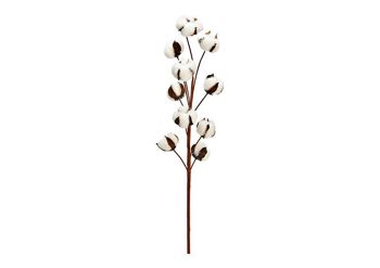 Branche de coton en matière naturelle, 10 têtes (H) 65cm