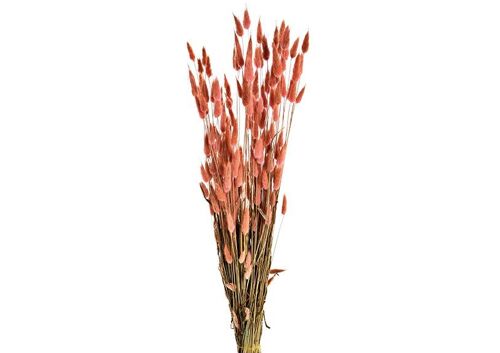Trockenblumenstrauß Lagurus aus Naturmaterial, Grün/Rosa 100g (H) 50cm