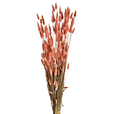 Bouquet de fleurs séchées Lagurus en matériau naturel, vert/rose 100g (H) 50cm