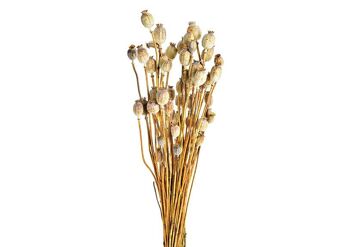 Bouquet de fleurs séchées Papaver en matière naturelle (H) 50cm