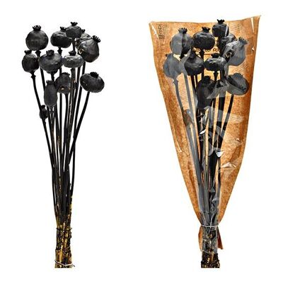Ramo de flores secas Papaver de material natural, negro (Al.) 50cm