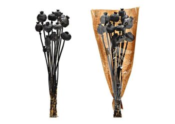 Bouquet de fleurs séchées Papaver en matériau naturel, noir (H) 50cm