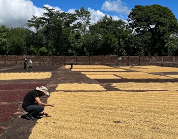 Café du moment - Salvador - Valle De Oro - 225g Grain 1