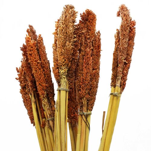 CGB-04 - Sorghum Grass Bunch - Rust - Sold in 6x unit/s per outer