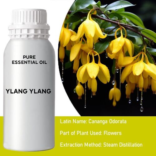 EOB-06 - Ylang Ylang 1 Essential Oil - Bulk - 0.5Kg - Sold in 1x unit/s per outer