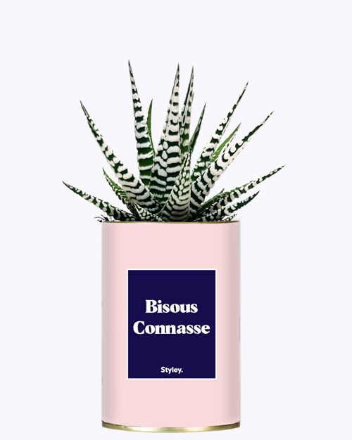 Cactus - Bisous connasse