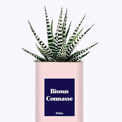 Cactus - Besa perra