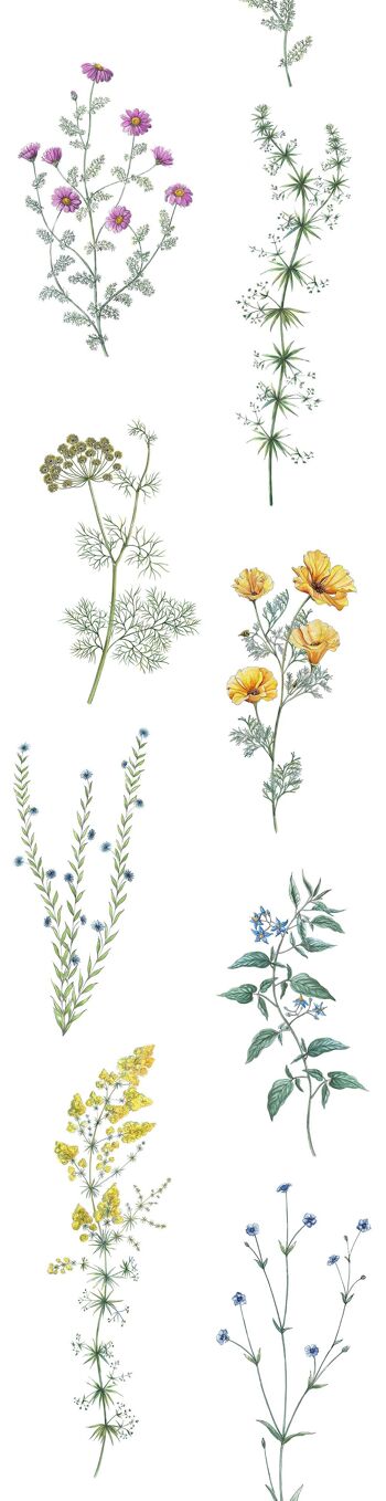 Papier peint fleurs "L'herbier" 2