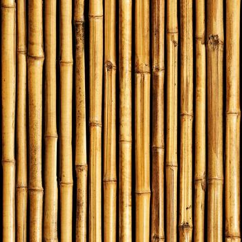 Papier peint Bambou Deboo 2