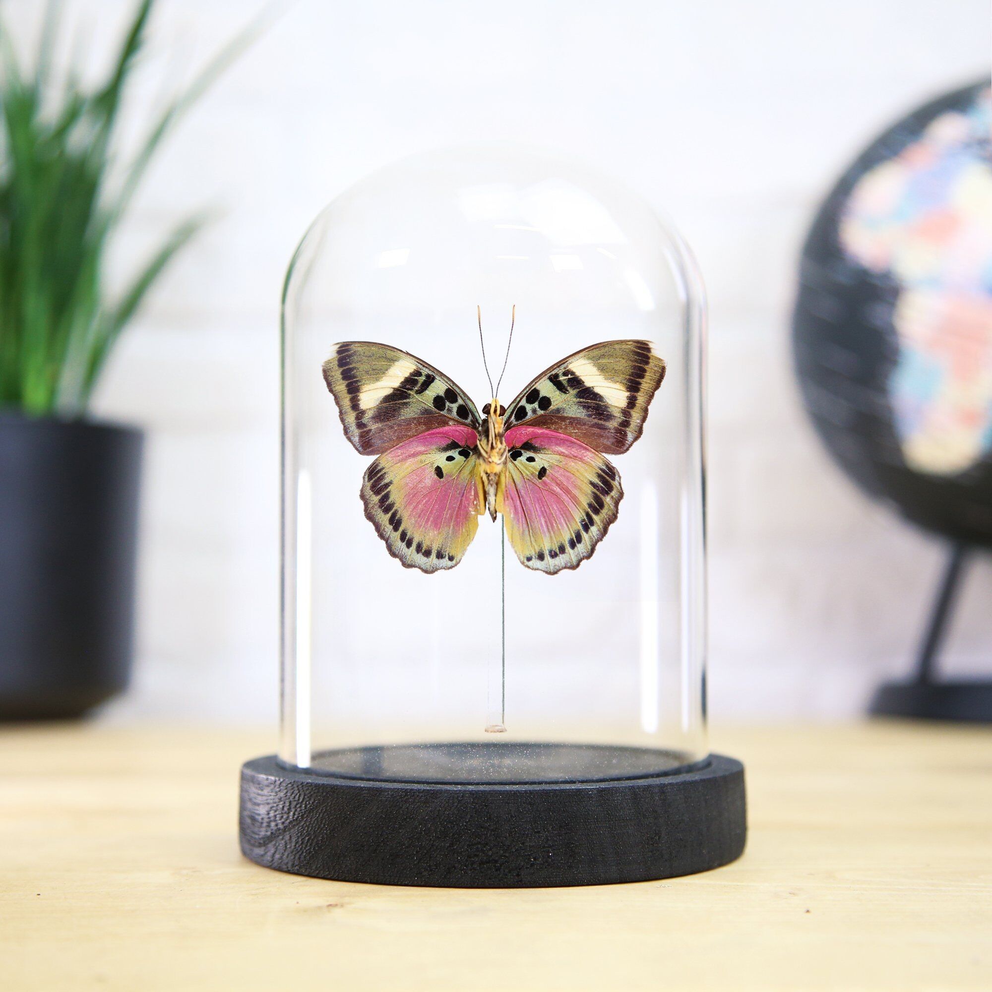 Acute Pink Forester Butterfly Bell Jar / Entomology Taxidermy Insect Bug Moth Butterfly Interior Design Home Decor / Cloche / Modern Display