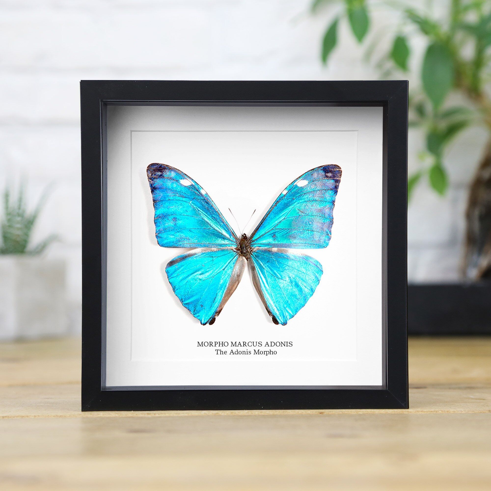 Adonis Morpho Butterfly Box Frame / Entomology Taxidermy Insects Bug Moth Butterfly Interior Design Modern Home Decor Standing Wall Hanging