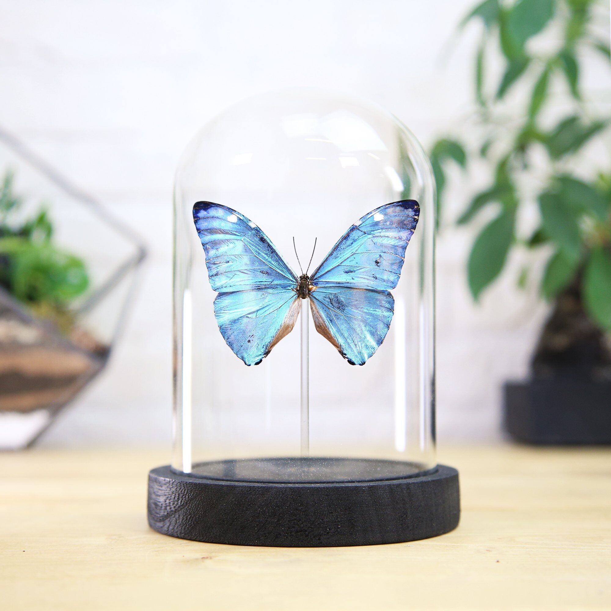 Adonis Morpho Butterfly Bell Jar / Entomology Taxidermy Insect Bug Moth Butterfly Interior Design Home Decor / Cloche / Modern Display