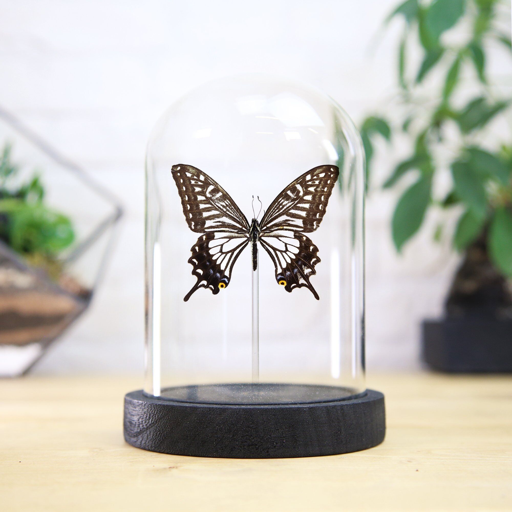 Chinese Yellow Swallowtail Butterfly Bell Jar / Entomology Taxidermy Insect Bug Moth Butterfly Interior Design Home Decor / Cloche / Modern Display