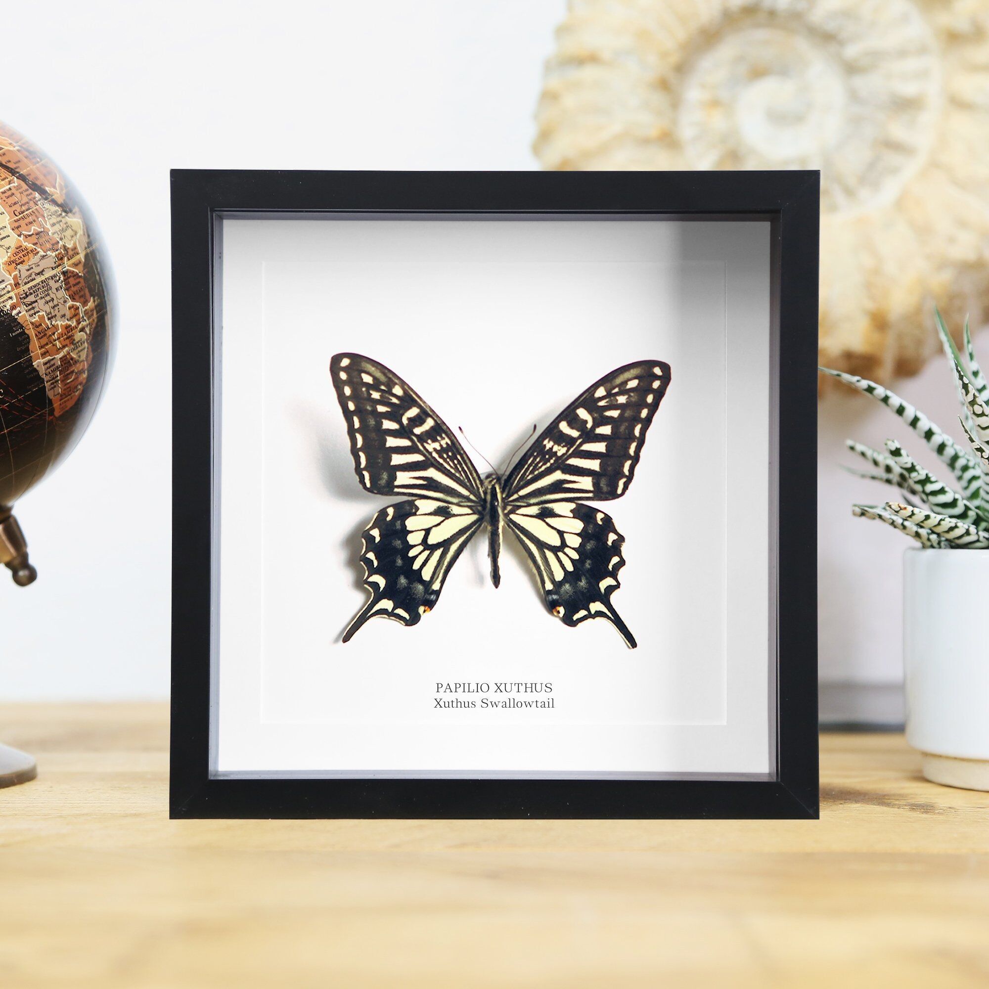 Chinese Yellow Swallowtail Butterfly Box Frame / Entomology Taxidermy Insects Bug Moth Butterfly Interior Design Home Decor Wall Hanging