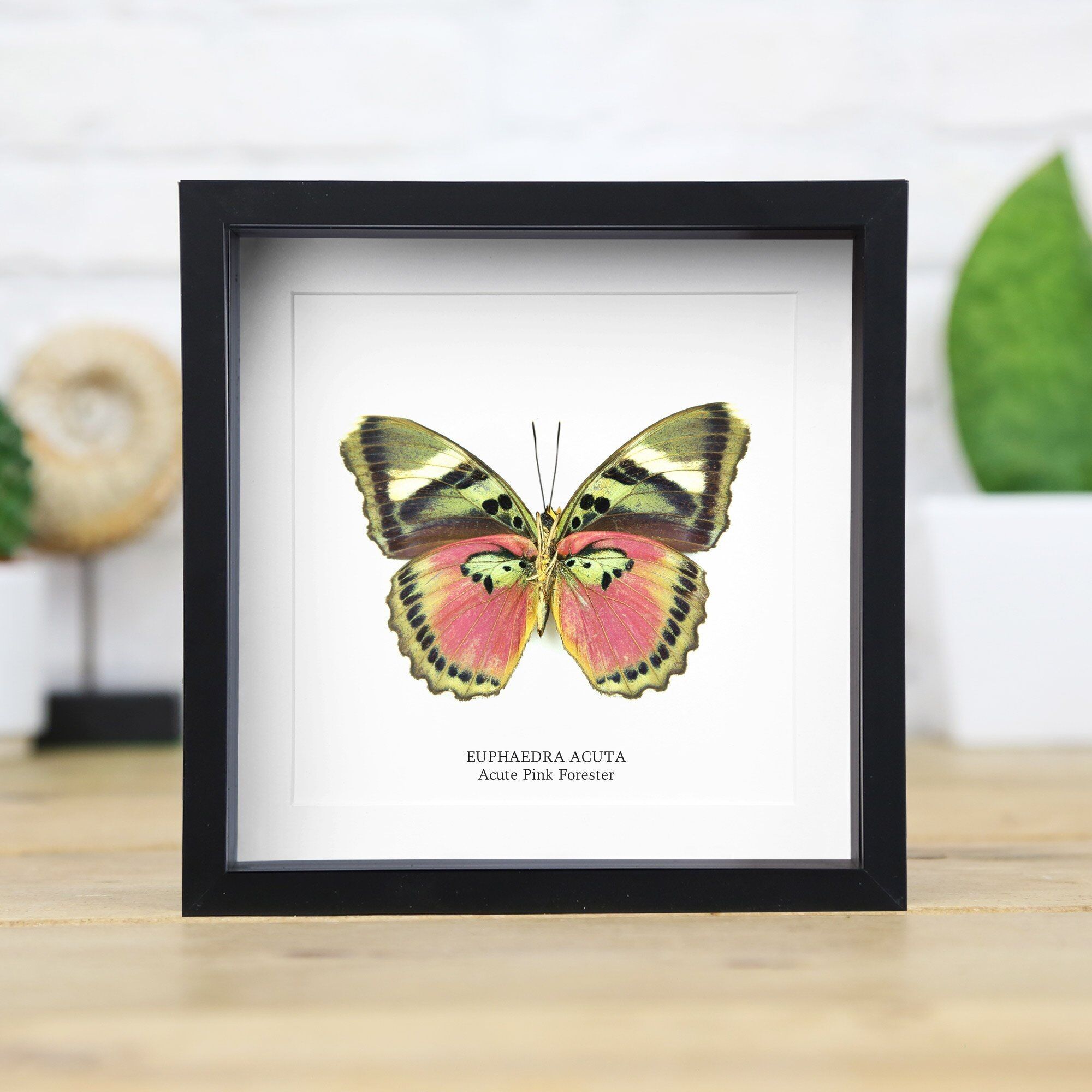 Akutes rosa Förster Schmetterling Box Rahmen / Entomologie Taxidermie Insekten Käfer Motte Schmetterling Innenarchitektur moderne Wohnkultur Wandbehang